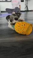 Ridge, a male Miniature Schnauzer for sale in Kansas City, MO – 4 of 10