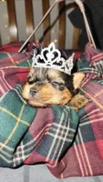 Princess , a female Yorkshire Terrier for sale in Springfield, MO – 10 of 10