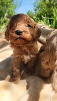 Tato, a male Cavapoo for sale in Kansas City, MO – Photo 3 of 10
