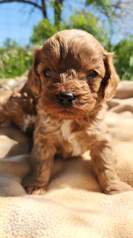 Tato – Cavapoo puppy for sale in Kansas City, MO