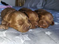 Tato, a male Cavapoo for sale in Kansas City, MO – Photo 10 of 10