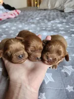 Tato, a male Cavapoo for sale in Kansas City, MO – Photo 9 of 10