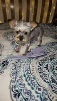 Tiny Timmy , a male Yorkshire Terrier for sale in Kansas City, MO – 6 of 9