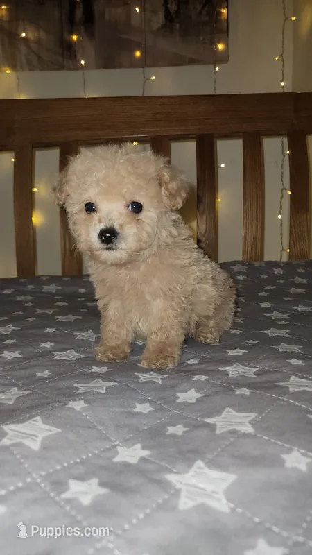 Peanut  – Maltipoo, Poodle - Toy  puppy for sale in Kansas City, MO