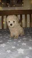 Peanut , a male Maltipoo and Poodle - Toy  for sale in Kansas City, MO – 1 of 10