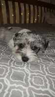 Ivy Bell, a female Miniature Schnauzer for sale in Kansas City, MO – 2 of 5