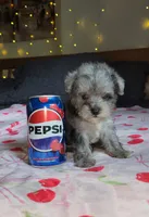 Tiny Toy, a male Miniature Schnauzer for sale in Kansas City, MO – 9 of 10