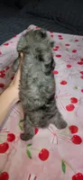 Tiny Toy, a male Miniature Schnauzer for sale in Kansas City, MO – 6 of 10