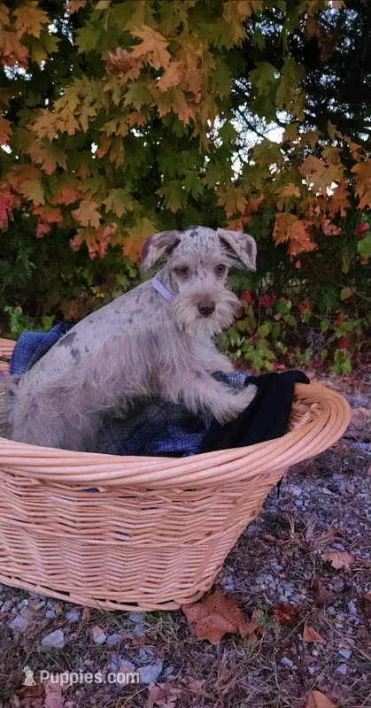 Minky  – Miniature Schnauzer puppy for sale in Springfield, MO