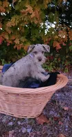 Minky , a female Miniature Schnauzer for sale in Springfield, MO – 1 of 7