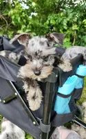 Toy Nimbus , a male Miniature Schnauzer for sale in Kansas City, MO – 2 of 10