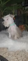 Annabelle , a female Miniature Schnauzer for sale in Springfield, MO – 8 of 10