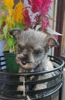 Rain , a female Miniature Schnauzer for sale in Kansas City, MO – 5 of 9