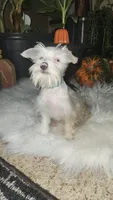Annabelle , a female Miniature Schnauzer for sale in Springfield, MO – 10 of 10
