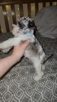 Ridge , a male Miniature Schnauzer for sale in Kansas City, MO – 7 of 10