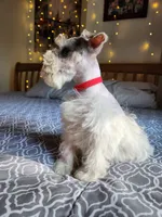 Toy Clay, a male Miniature Schnauzer for sale in Kansas City, MO – 3 of 10