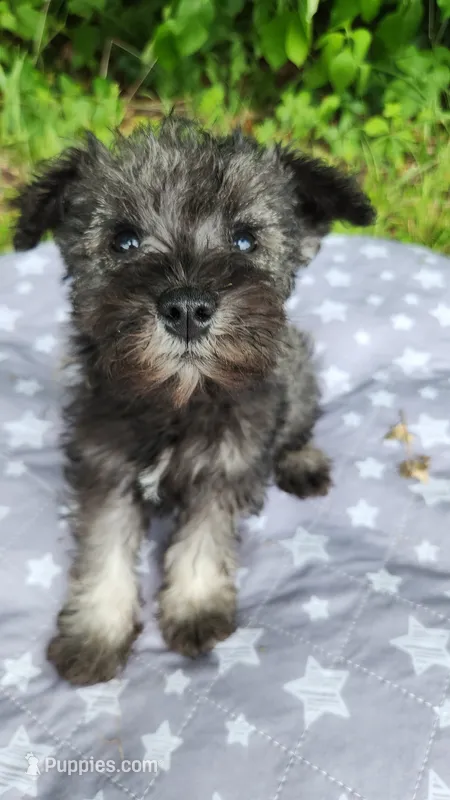 Lego  – Miniature Schnauzer puppy for sale in Kansas City, MO
