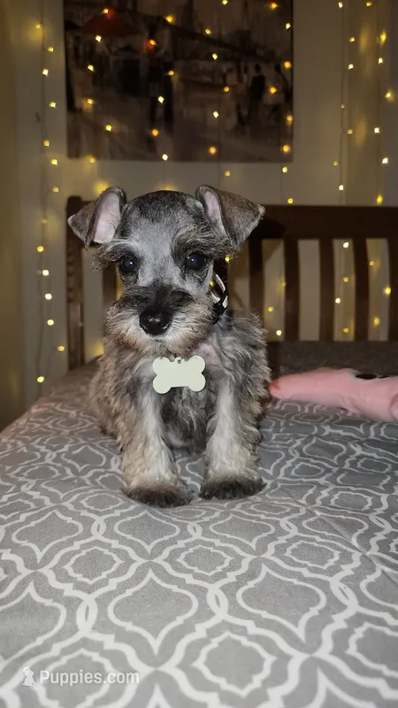 Toy Rain, a female Miniature Schnauzer for sale in Kansas City, MO – 1 of 10