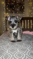 Toy Rain, a female Miniature Schnauzer for sale in Kansas City, MO – 1 of 10