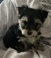 Little Guy, a male Yorkshire Terrier for sale in Nashville, TN – Photo 2 of 5