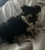 Little Guy, a male Yorkshire Terrier for sale in Nashville, TN – Photo 3 of 5