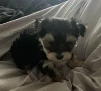 Little Guy, a male Yorkshire Terrier for sale in Nashville, TN – Photo 4 of 5