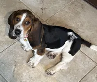Thelma , a female Basset Hound for sale in De Pere, WI – Photo 1 of 3