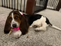Thelma , a female Basset Hound for sale in De Pere, WI – Photo 3 of 3