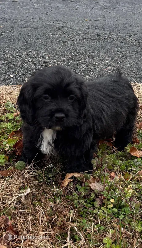 Cyrus – Boykin Spaniel, Shichon puppy for sale in Topping, VA