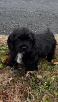 Cyrus, a male Boykin Spaniel and Shichon for sale in Topping, VA – Photo 1 of 3