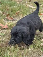 Cyrus, a male Boykin Spaniel and Shichon for sale in Topping, VA – Photo 3 of 3