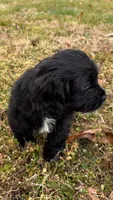 Cyrus, a male Boykin Spaniel and Shichon for sale in Topping, VA – Photo 2 of 3