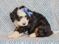 Martin, a male Miniature Bernedoodle for sale in Dunnville, KY – 5 of 8
