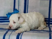 Silas, a male Miniature Bernedoodle for sale in Dunnville, KY – 2 of 4