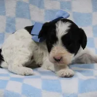 Timmy, a male Cavapoo for sale in Dunnville, KY – Photo 3 of 4