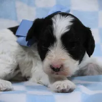 Timmy, a male Cavapoo for sale in Dunnville, KY – Photo 2 of 4