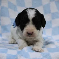 Timmy, a male Cavapoo for sale in Dunnville, KY – Photo 4 of 4