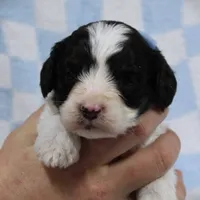 Timmy, a male Cavapoo for sale in Dunnville, KY – Photo 1 of 4