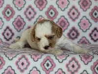 Joey, a female Cavapoo for sale in Dunnville, KY – 2 of 4