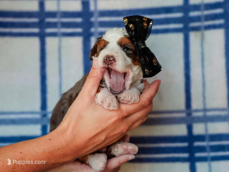 Scottie – Miniature Bernedoodle puppy for sale in Dunnville, KY