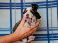 Scottie, a male Miniature Bernedoodle for sale in Dunnville, KY – 1 of 4