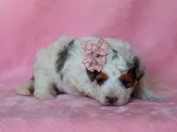Sombrina, a female Miniature Bernedoodle for sale in Dunnville, KY – 2 of 4