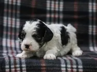 Joash, a male Cavapoo for sale in Dunnville, KY – Photo 2 of 4