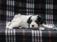 Joash, a male Cavapoo for sale in Dunnville, KY – Photo 4 of 4