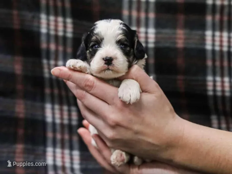 Joash – Cavapoo puppy for sale in Dunnville, KY