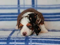 Scottie, a male Miniature Bernedoodle for sale in Dunnville, KY – 2 of 4