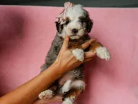 Sonya, a female Miniature Bernedoodle for sale in Dunnville, KY – 1 of 4