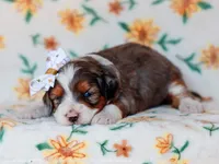 Salena, a female Miniature Bernedoodle for sale in Dunnville, KY – 4 of 4
