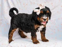 Alta, a female Miniature Bernedoodle for sale in Dunnville, KY – 7 of 8