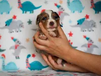 Zyler, a male Bernedoodle for sale in Dunnville, KY – 4 of 4